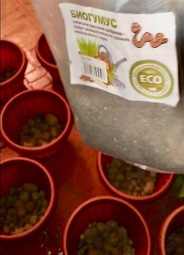 Алоэ: АЛОЭ Древовидные ("Столетники"). Возраст: от 3 лет и больше — 8