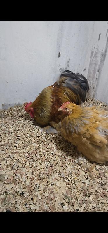 kreditle heyvan satisi: Toyuq, Damazlıq, Ünvandan götürmə — 3