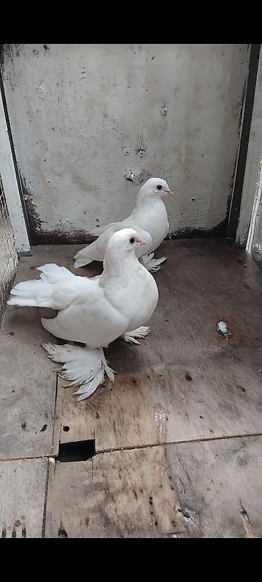 akvaryum baligi satis: 1 cüt start — 4