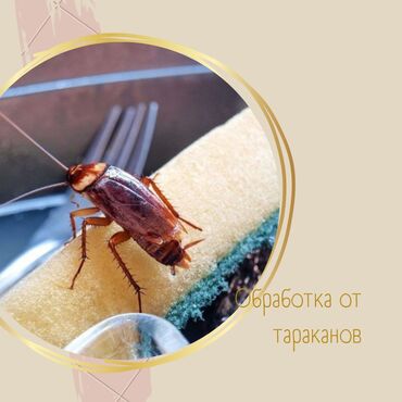 уничтожения тараканов: Дезинфекция, дезинсекция | Клопы, Блохи, Тараканы | Транспорт, Офисы, Квартиры