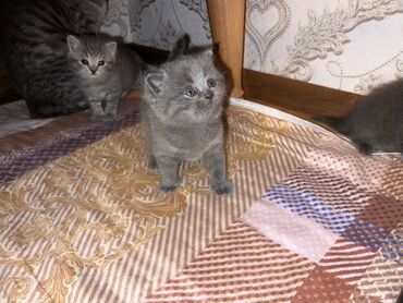 Pişiklər: Britan, Erkək, Dişi, Ünvandan götürmə -da lalafo.az — 2 Pişiklər: Britan, Erkək, Dişi, Ünvandan götürmə — 2