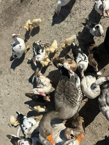 Ördəklər: Salam Aleykum Satılır Ördək Qaz Ördək Cücəsi Toyoq 36 Ədəd Lal Ördək — 32