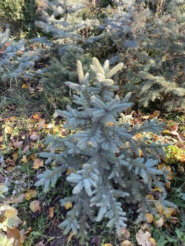 Декоративные деревья: Саженцы деревьев: Туи, Платная доставка — 4