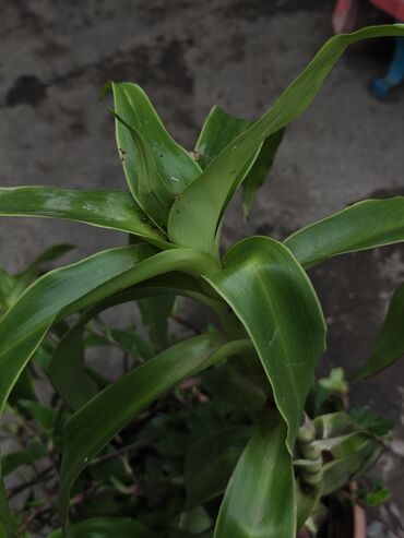 туя елки: 🌱 Продаю Золотой ус (Callisia fragrans) 🌱 Лекарственное комнатное