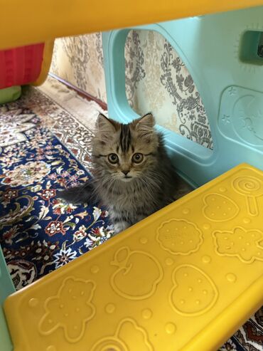 Продажа кошек: Скотиш Страйт (Шотландская прямоухая), 4 месяца, Девочка, Приучена к лотку, Проглистована, С прививками