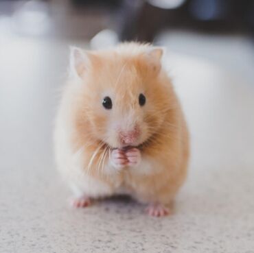 arpa toxumu satışı: Hamster Satılır 3 Azn