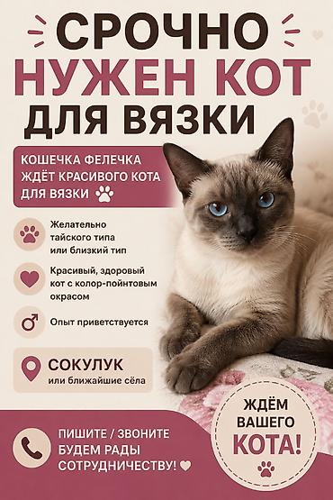 Животные: Вязка кошки. Ищем красивого кота для вязки для кошечки Фелечки — 1