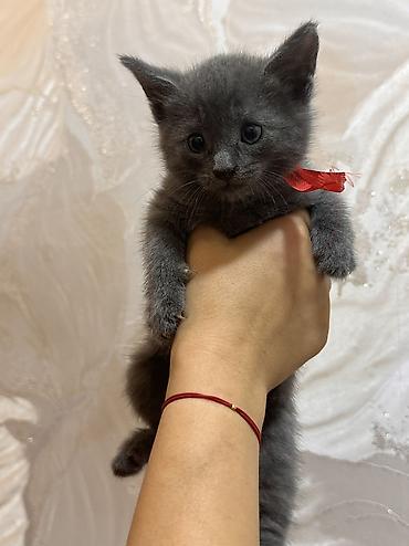 cat ruletka: Britan, Dişi, Erkək, Ödənişli çatdırılma, Ünvandan götürmə — 4