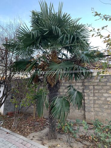 palma agaci satilir: Palma ağacı satılır.

Hündürlüyü 3m.

Razılaşma yolu ilə