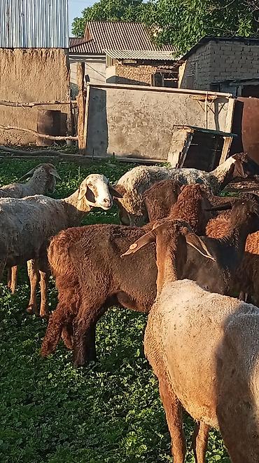 Баран, овца: Продаю | Овца (самка) at lalafo.kg — 3 Баран, овца: Продаю | Овца (самка) — 3