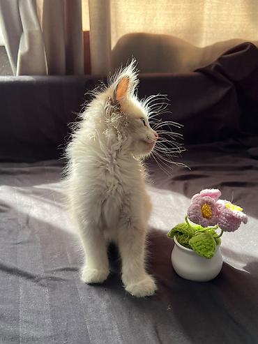 купить кошку ош: Кошка даром: Сиамская, 1 месяц, Девочка, Приучена к лотку, Проглистована — 9