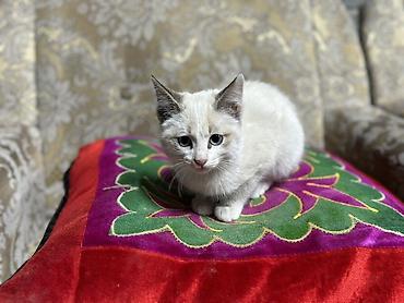 кане корсо собака цена: Котёнок с короткой бело-кремовой шёрсткой и контрастными тёмными — 2