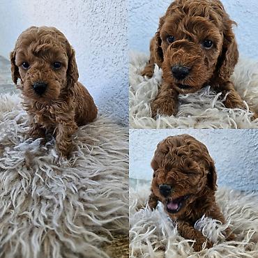 psi stenci prodaja: Dostupni štenci aprikot mini i crvene toy pudle 🐩 Od veoma — 7