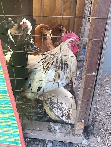 ко шамо короз: Продаю | Петух — 1