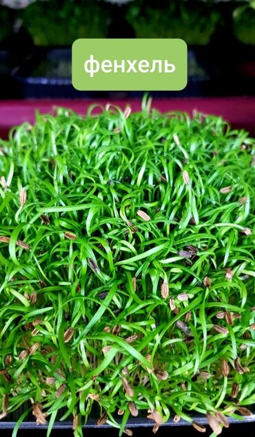 Здоровое питание: Продается вкусная красивая и очень полезная микрозелень в большом — 9