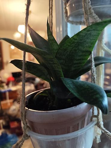 Хлорофитумы: Цветы от 150 сом, комнатные адаптированые. Алоэ Вера детки, Алоэ — 6