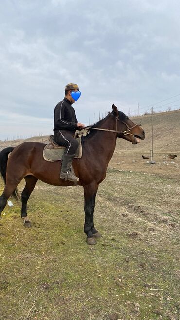 Лошади, кони: Продаю | Жеребец | Конный спорт — 4
