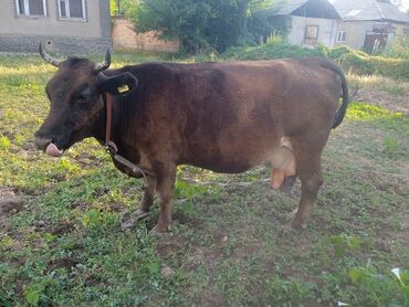 купить корову алатауской породы: Продаю | Корова (самка) | Алатауская | Для молока | Стельные