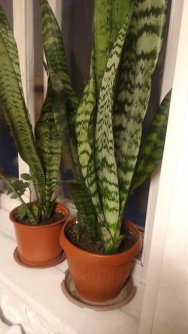 Другие садовые цветы и кустарники: Комнатные цветы от 350 сом ❗❗ — 3