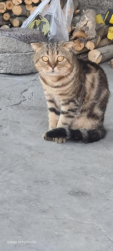 сколько стоят британские котята: Котята шотландские вислоухие (Scottish Fold) - Окрас: золотисто‑табби — 10