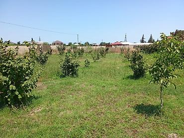 bine torpaq satilir: 8 sot, Kənd təsərrüfatı, Mülkiyyətçi, Kupça (Çıxarış) — 8