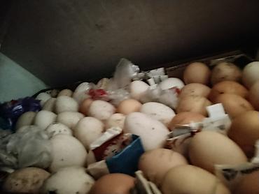 Инкубаторы: Инкубатор «Норма Луппер» - Тип: электрический инкубатор для птицы - — 4