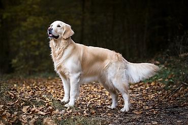 itlerin alisi: Retriever, 3 il, Dişi, Cütləşmə üçün, Pulsuz çatdırılma — 1