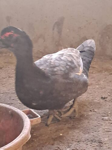 Ördəklər: Lal ördəklər satılır topdan 17 azn .Tək tək qiymətlər — 3