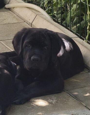 İtlər: Kane-Korso, Erkek, Sənədli, Ünvandan götürmə — 1