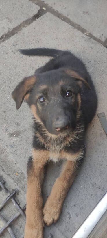 цеп для собаки: Продаётся щенок немецкой овчарки девочка, возраст 3 месяца, все