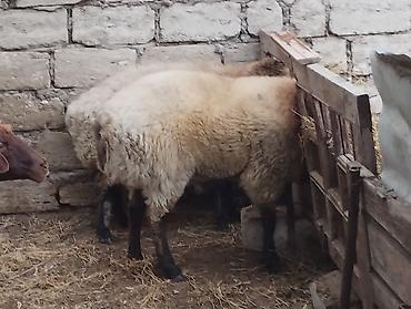 anqus əti: - Növ: yerli ətlik qoyunlardi — 10