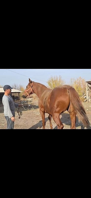 ат конь: Продаю | Конь (самец) | Английская | Конный спорт | Племенные — 9