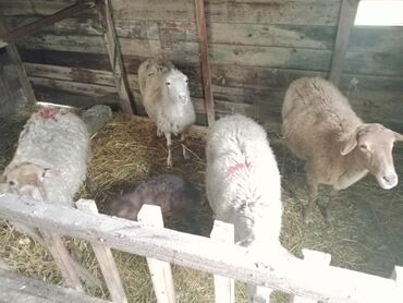 Qoyunlar, qoçlar: Diqqətlə oxu sonra zəng elə! 4 ədəd qoyun satılır! 3 ədəd qoyun — 1