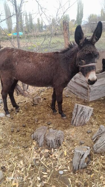 животные ош: Ургачы эшек сатам 3 жаш ден солуку жакшы ичкени жегени жакшы рабочий