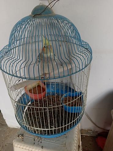 papuqay sesi: Məhsul: Nimfa tutuquşu (cockatiel) – lələyi sarı çəlpaq, yanaqlarda — 4
