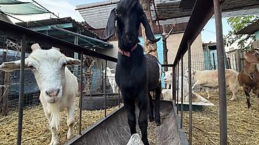 Продам с/х животных: Продаю | Коза (самка) | Битал | Для разведения | Племенные — 4