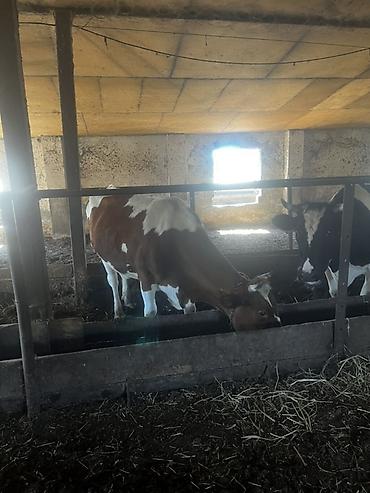 Inəklər, öküzlər: Satışda – damazlıq südlük inəklər və bir baş buğa. Her vur hayvan var — 13