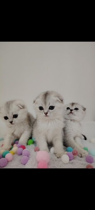 pişik cüt: Şinşilla, Erkək, Dişi, Yaxşı əllərə, Ünvandan götürmə, Ödənişli çatdırılma