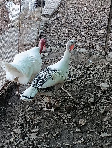 Индюки: Продаю | Индюшка (самка), Индюк (самец) | Полукровка | На забой, Для разведения | Племенные — 7