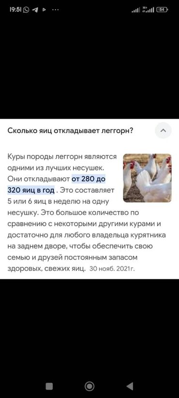 Куры, петухи: Продаю | Цыплята, Инкубационные яйца | Леггорн | Для разведения, Несушки — 3