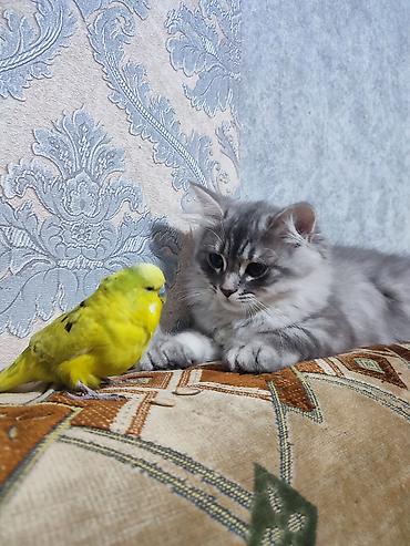 Pişiklər: Britan — 1