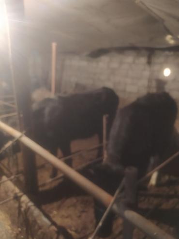 Dana, buzov: Satılır: Qara rəngli danalar - Növ: iri buynuzlu heyvan (dana) - -da lalafo.az — 3 Dana, buzov: Satılır: Qara rəngli danalar - Növ: iri buynuzlu heyvan (dana) - — 3