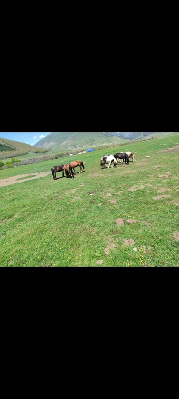 животные коровы: Ысыккол область Кожояр айлында Кырчын жайлоосуна бээ саганга киши