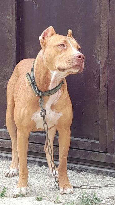 2702 elan | İTLƏR: Pitbull cox yaxsi itdir soze qulaq asir 11ayliqdir butun vaksinleri