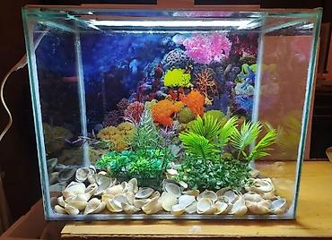 akvarium qiymetleri: Qızıl balıq, Sülhsevər — 5