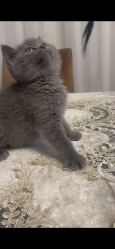 Pişiklər: Şotland, Erkək, Dişi — 25