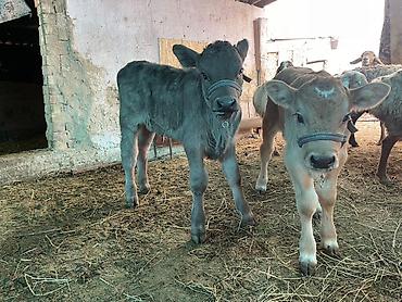 Коровы, быки: Продаю | Музоо, торпок | Полукровка | На откорм | Племенные — 5