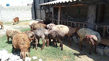индюк талас: Продаю | Ягненок | Арашан — 5