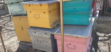 купить улики с пчелами: Продаю улики 20 штук, медогонка, разборный домик, рамки додан. цена