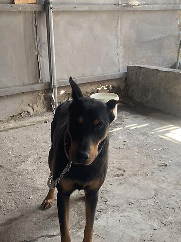 dişi doberman: Doberman, 1 il, Dişi, Peyvəndli, Ünvandan götürmə — 3